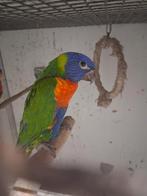 1 jonge lori van de blauwe bergen goed om tam te maken, Dieren en Toebehoren, Geslacht onbekend, Papegaai, Tam