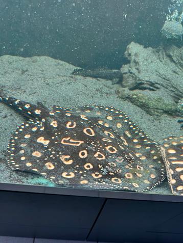 Potamotrygon stingray / black diamond – mannetje  55 cm beschikbaar voor biedingen