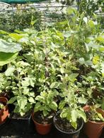 Tulsi (Heilige basilicum) planten 2,50 per plant., Ophalen of Verzenden, Zomer, Volle zon