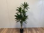 Rohdea en Ficus kunstplanten (diverse afmetingen), Huis en Inrichting, Kamerplanten, Ficus, In pot, 150 tot 200 cm, Groene kamerplant