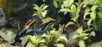 Phyllobates Vittatus, Dieren en Toebehoren, Amfibie, 0 tot 2 jaar