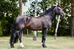 Mooie grote Welsh Cob D hengst MERLIN ter dekking, Dieren en Toebehoren, Hengst