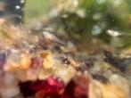 10 Medaka Fry eitjes, Dieren en Toebehoren, Overige soorten