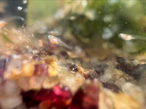 10 Medaka Fry eitjes, Dieren en Toebehoren, Vissen | Vijvervissen, Overige soorten