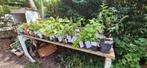 biologische tuinplantjes, Ophalen, Zomer, Overige soorten, Volle zon
