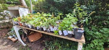 biologische tuinplantjes beschikbaar voor biedingen