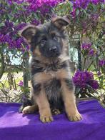 # Prachtige Duitse Herder Langhaar pups #, Dieren en Toebehoren, Honden | Herdershonden en Veedrijvers, CDV (hondenziekte), 8 tot 15 weken