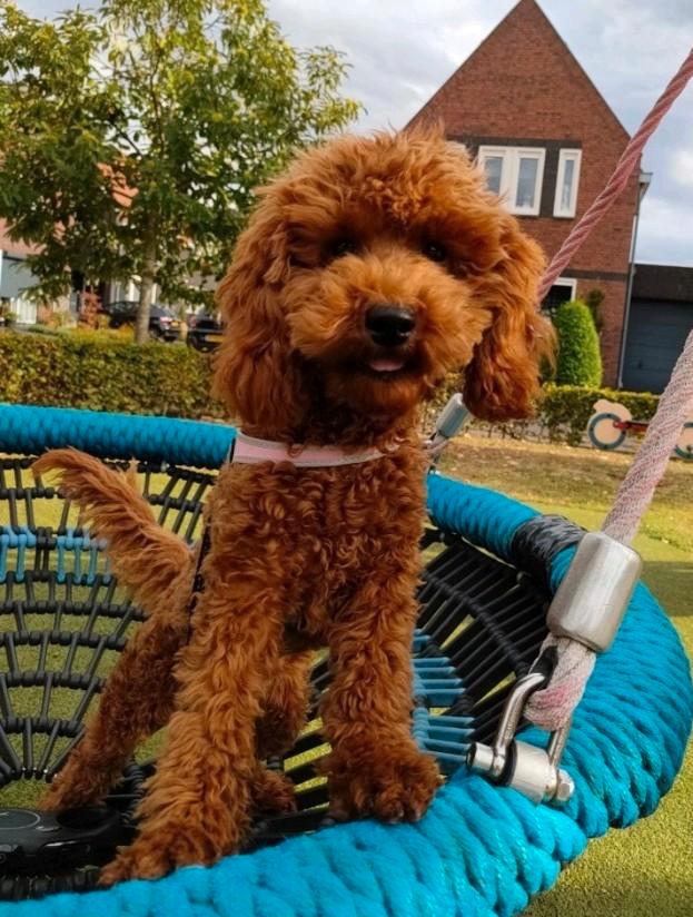 Gastgezin gezocht voor een poedel teefje met FCI stamboom, Dieren en Toebehoren, Honden | Chihuahua's en Gezelschapshonden, Teef