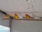 5 kanaries, Dieren en Toebehoren, Vogels | Kanaries, Meerdere dieren, Kleurkanarie
