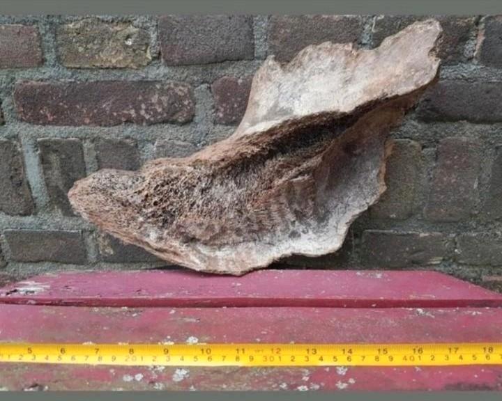 Prachtig kaak kaken 2STUKS Wolharige Mammoet Mammuthus kies, Verzamelen, Mineralen en Fossielen, Fossiel, Ophalen of Verzenden