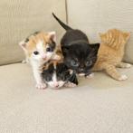 Te koop mooi nestje kittens, Dieren en Toebehoren, Katten en Kittens | Overige Katten, Kortharig, Meerdere dieren, 0 tot 2 jaar