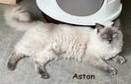 Ragdoll dekkaters met stamboom getest HM/PKD (niet te koop), Dieren en Toebehoren, Katten en Kittens | Dekkaters
