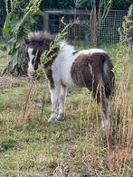 Super lief Shetlander veulentje, Dieren en Toebehoren, Pony's, Gechipt, 0 tot 2 jaar, Hengst, A pony (tot 1.17m)