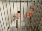 Harlekijn kanaries, Dieren en Toebehoren, Vogels | Kanaries, Meerdere dieren, Postuurkanarie
