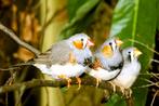 Jonge zebravinken  Te koop, Dieren en Toebehoren, Vogels | Hokken en Kooien, Ophalen of Verzenden, Nieuw, Hout, Volière