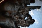 Flatcoated Retriever pups met stamboom, Dieren en Toebehoren, Honden | Retrievers, Spaniëls en Waterhonden, Nederland, Parvo, Overige rassen