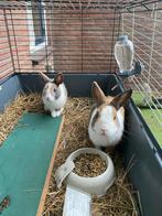 Dwerg konijnen, Dieren en Toebehoren, Meerdere dieren, Eend