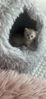 Exclusieve kittens – Brit  Ragdoll – Zacht, gezond, uniek, Meerdere dieren, Gechipt, 0 tot 2 jaar