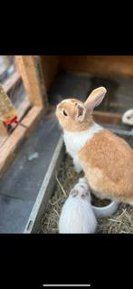 2 konijntjes, Dieren en Toebehoren, Meerdere dieren