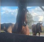 Leasepaard aangeboden, Verzorging of Verzorgpony's