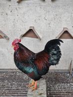 Barnevelderkriel haan, Dieren en Toebehoren, Pluimvee, Mannelijk, Kip