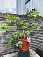 Super leuke vijgenboom “ brown turkey” met vele vruchten!!, Ophalen, Minder dan 100 cm, Volle zon, In pot