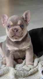 franse bulldog puppys reutje isabella fluffy carrier, Dieren en Toebehoren, Honden | Bulldogs, Pinschers en Molossers, Rabiës (hondsdolheid)