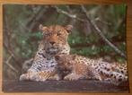 Ansichtkaart panter luipaard + jong uit Namibië, Verzenden, 1980 tot heden, Gelopen, Wild dier