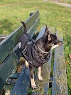 Een lieve chihuahua zoekt een lieve baasje., Dieren en Toebehoren, Honden | Chihuahua's en Gezelschapshonden, Rabiës (hondsdolheid)