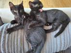 Black sweet 12 weeks twin kittens, Dieren en Toebehoren, Katten en Kittens | Overige Katten