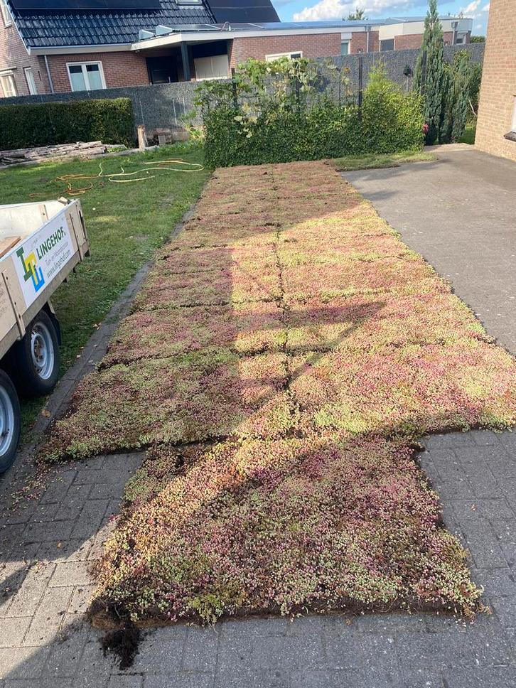 Sedum matten makkelijk te leggen bodembedekker, Tuin en Terras, Planten | Tuinplanten, Overige soorten, Volle zon, Zomer, Ophalen of Verzenden