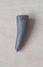 Suchomimus tandje, Ophalen of Verzenden, Mineraal