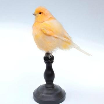 opgezette vogel fluffy kanarie taxidermie taxidermy  beschikbaar voor biedingen