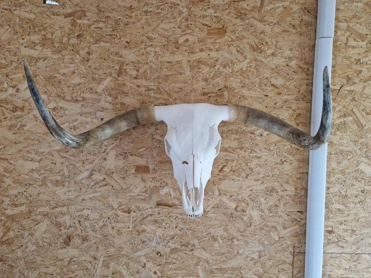 Schotse hooglander schedel, Verzamelen, Dierenverzamelingen, Zo goed als nieuw, Schedel, Boerderijdier, Ophalen