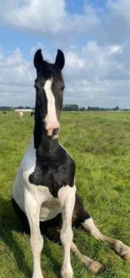 In/uitloop stal gezocht voor ruin, Dieren en Toebehoren, Stalling en Weidegang, Weidegang, 1 paard of pony