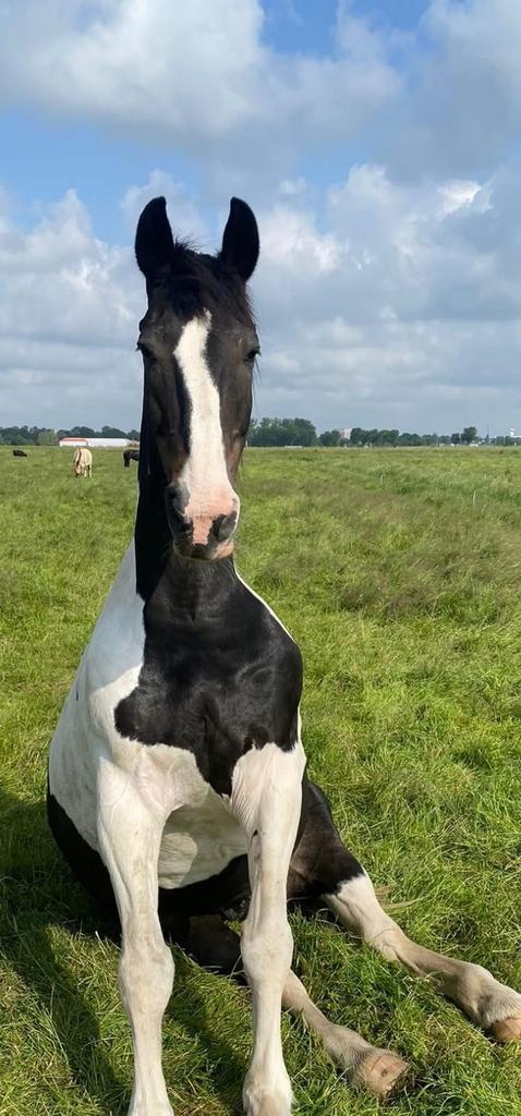 In/uitloop stal gezocht voor ruin, Dieren en Toebehoren, Stalling en Weidegang, Stalling, Weidegang, 1 paard of pony