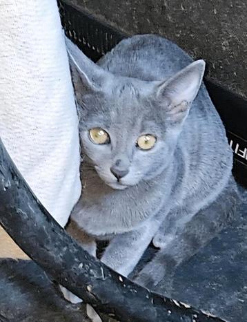  Lea is een lief kitten van net 5 maandjes jong!  beschikbaar voor biedingen