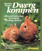Monika Wegler ~ Dwergkonijnen, Dieren en Toebehoren, Konijnen, Dwerg