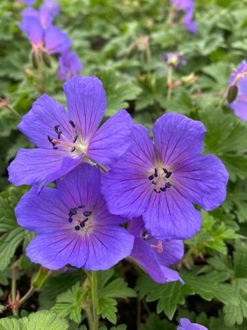 Geranium 'Johnson's Blue' - Ooievaarsbek beschikbaar voor biedingen