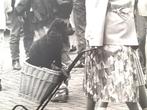 Dieren op Straat. Retro collectie Den Haag A3 Foto's 70-80, Ophalen of Verzenden
