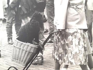 Dieren op Straat. Retro collectie Den Haag A3 Foto's 70-80 beschikbaar voor biedingen