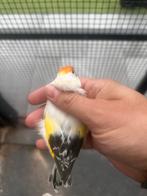 majoor putter mooie bonte en witkeel, Dieren en Toebehoren, Vogels | Overige Vogels, Mannelijk, Wildzangvogel