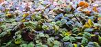 Phyllanthus fluitans, Ophalen of Verzenden, Plant(en), Steen of Hout