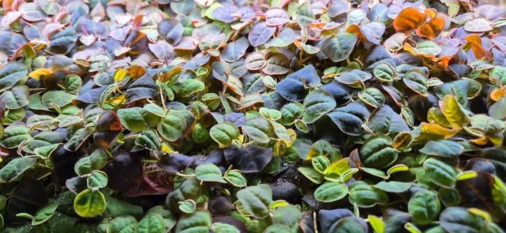 Phyllanthus fluitans, Dieren en Toebehoren, Vissen | Aquaria en Toebehoren, Plant(en), Steen of Hout, Ophalen of Verzenden