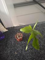 Philodendron Florida Green stekje, Huis en Inrichting, Kamerplanten, Groene kamerplant, Ophalen of Verzenden, Overige soorten