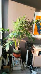 Grote Palmboom kamerplant, Huis en Inrichting, Kamerplanten, Ophalen