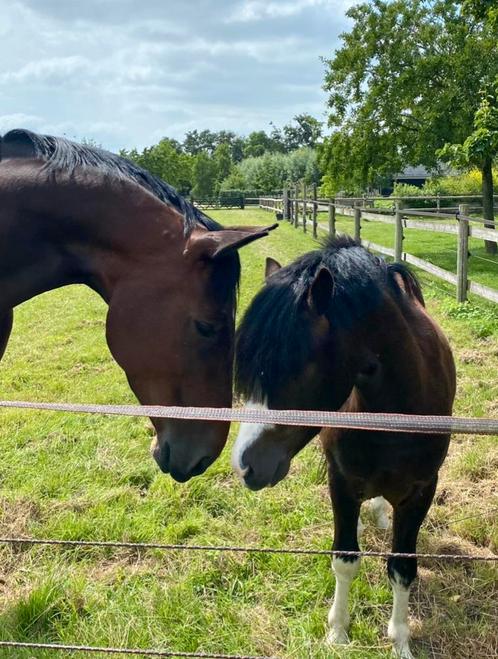 Verzorgster gezocht, Diensten en Vakmensen, Dieren | Paarden | Verzorging, Oppas en Les