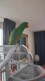 Edelpapagaai, Dieren en Toebehoren, Vogels | Parkieten en Papegaaien, Mannelijk, Papegaai, Pratend