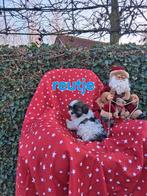 Te koop mooie kleinblijvende boomer pups, Overige rassen, CDV (hondenziekte), 8 tot 15 weken, Meerdere