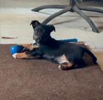 Geweldig knappe jack Russell reutje, Dieren en Toebehoren, Jack Russell Terriër, Reu, Eén hond, Nederland